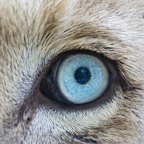 The blue eye of Zumba by Tambako the Jaguar