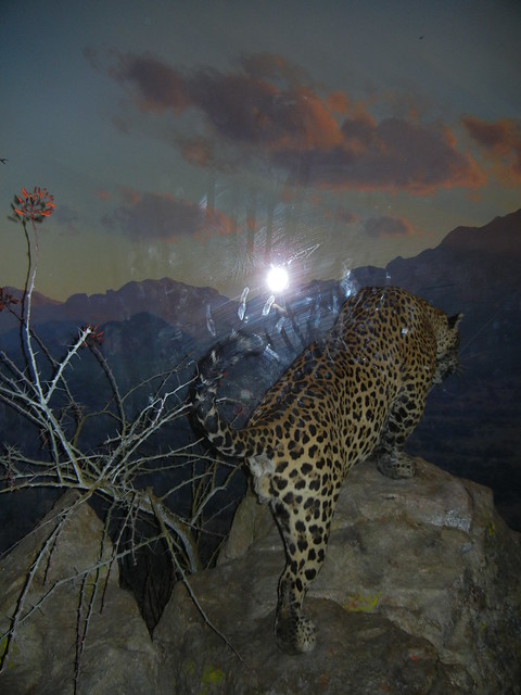 Jaguar, AMNH