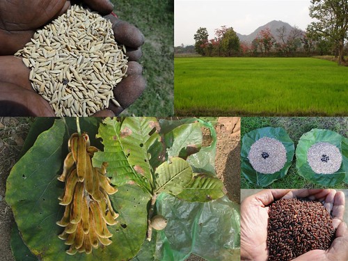 Validated and Potential Medicinal Rice Formulations for Hypertension (High Blood Pressure) and/with Diabetes mellitus Type 2 Complications (TH Group-280) from Pankaj Oudhia’s Medicinal Plant Database by Pankaj Oudhia