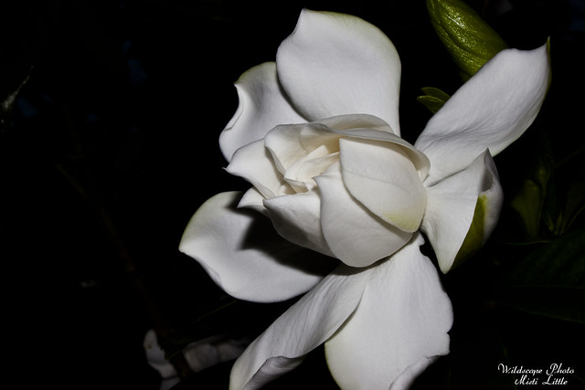 gardenia4