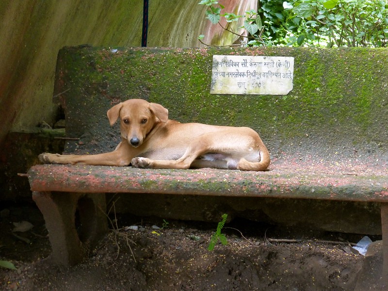 Sion Fort - dog relaxing in garden