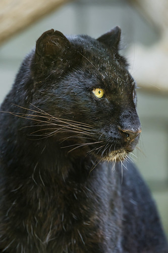 Profile of a black leopardess by Tambako the Jaguar