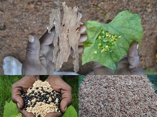 Indigenous Medicinal Rice Formulations for Kidney, Heart and Liver Diseases and Cancer and Diabetes Complications (TH Group-113) from Pankaj Oudhia’s Medicinal Plant Database by Pankaj Oudhia
