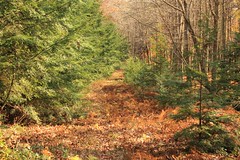 Bucktail Path