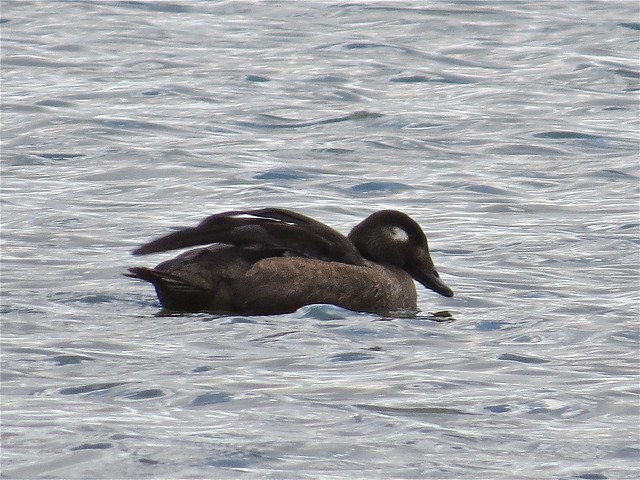 White-winged Scoter at White Oak Park in Bloomington, IL