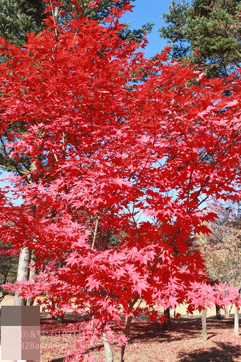 南怡島抓住秋天的尾巴楓紅．銀杏正美好浪漫