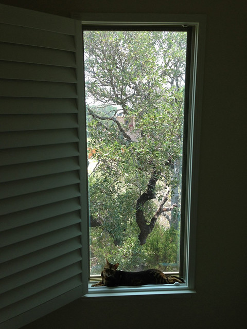 Koa in the window