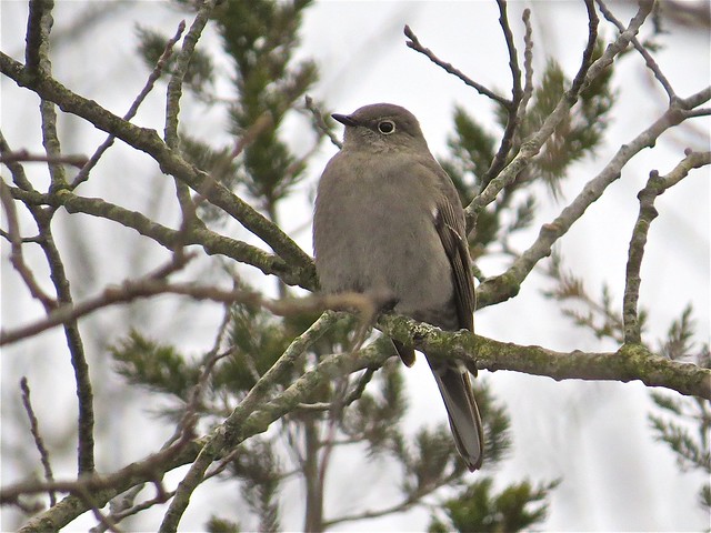 Townsend's Solitaire at Jon J. Duerr Forest Preserve in Kane County, IL