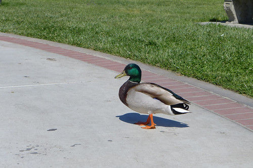 113/365: Park Duck by doglington