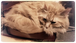 Jasper fits in the box, right?