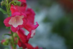 			Klaus Naujok posted a photo:	Having a garden with beautiful flowers helps me this month in picking subjects to capture close up.