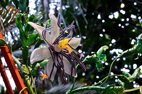 Phipps Conservatory - Glass Flower