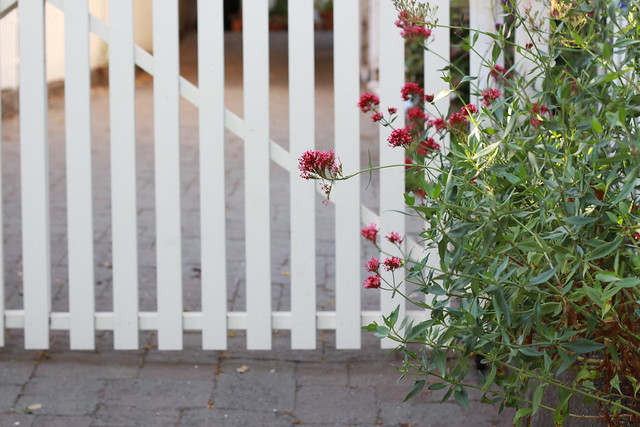 white fence red flower, mill valley