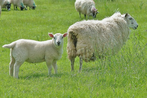 Suffolk Sheep by masaiwarrior