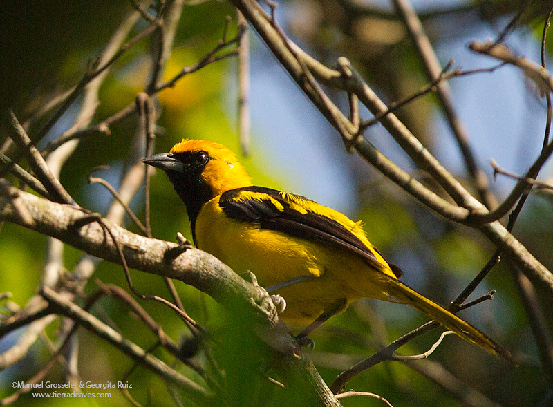 yellow-tailed-Oriole0595