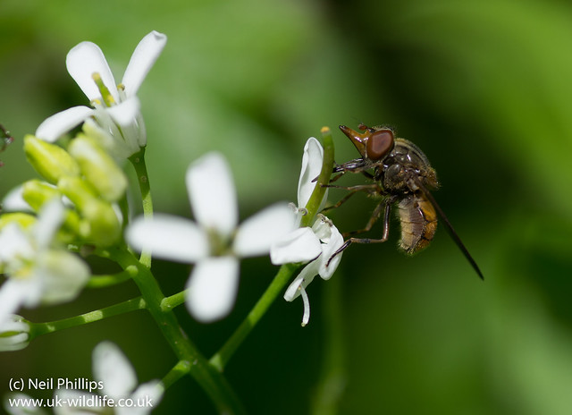 Rhingia campestris hoverfly
