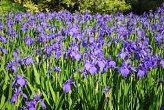 Irises at Nezu Museum