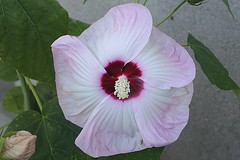 Flower Close-Ups & Macros 002