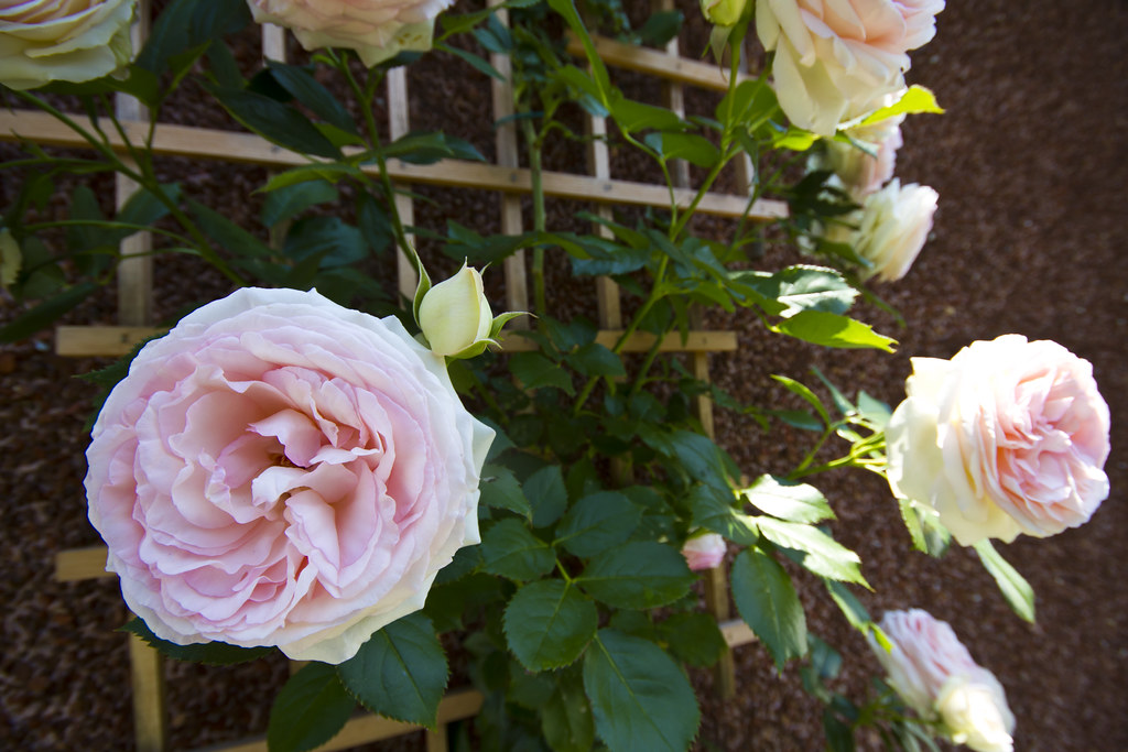 Roses and Trellis