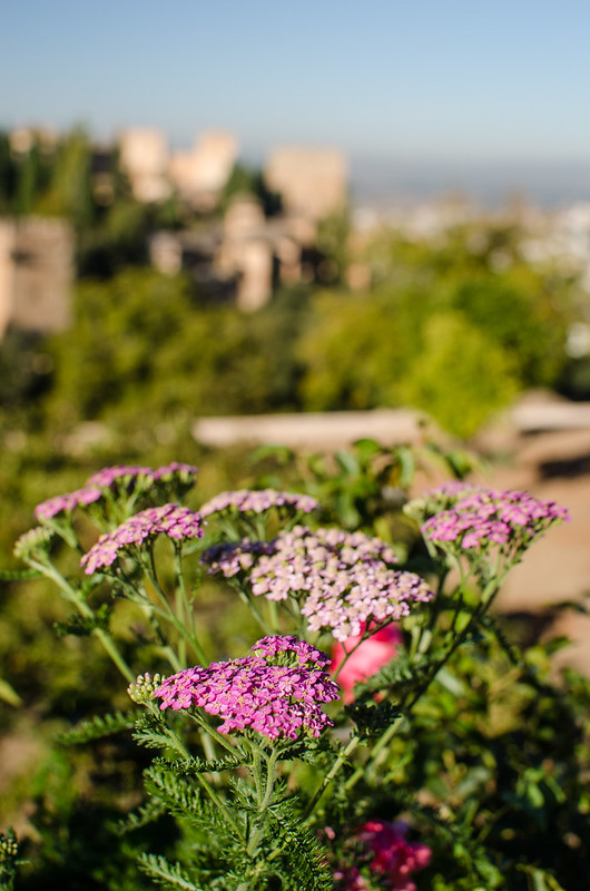 Flowers along the edge of the lower Generalife Gardens, with the Nasrid Palace in the background.