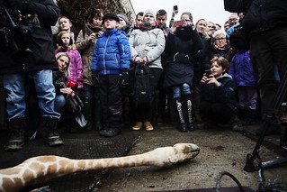 哥本哈根動物園長頸鹿支解現場，包括孩童在內，有許多民眾圍觀。圖片擷取自法新社。