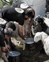 The Blessing of The Sheep