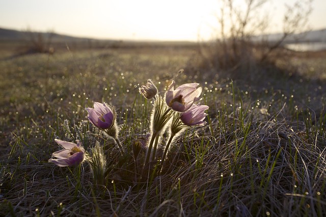 Prairie Crocus, Pasque flower