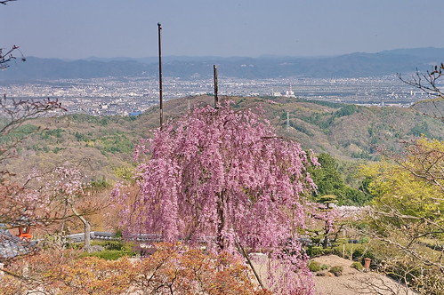 【写真】桜 : 善峯寺