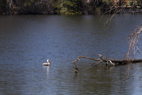Pelican on Lake Whitehurst by bahayla