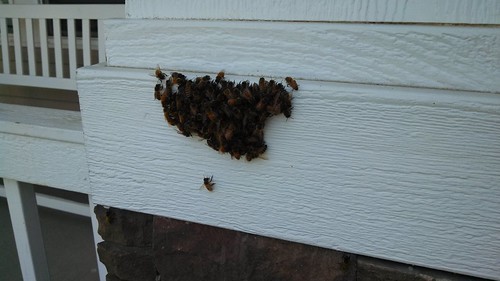 A small swarm on our front porch