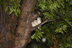 Spotted Owlets - Lodi Gardens