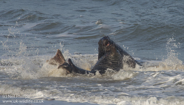 fighting grey seals