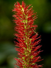 Euphorbiaceae of Ecuador