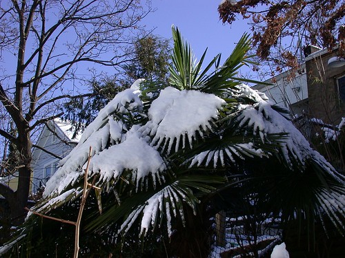 Snowy palm