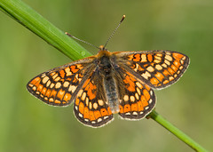 The Butterflies of Britain