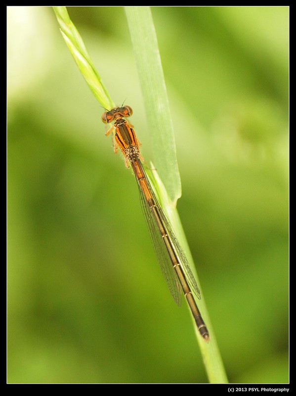 Eastern Forktail (Ischnura verticalis) female