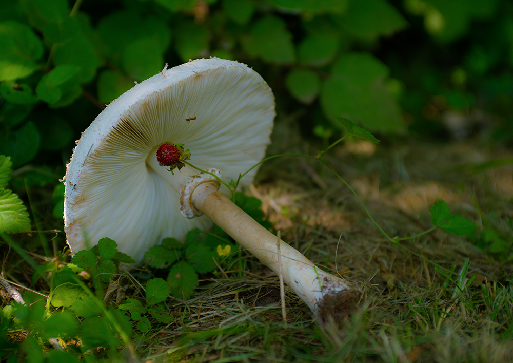 mushroom-05b