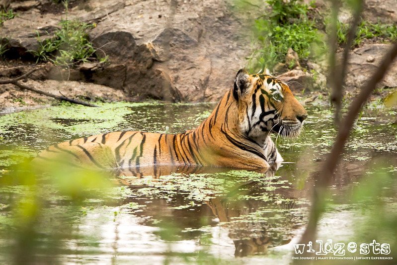 Tiger cooling off at waterhole