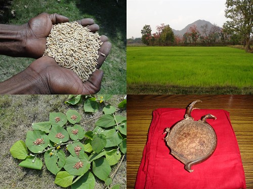 Medicinal Rice Formulations for Diabetes Complications, Heart and Liver Diseases (TH Group-70) from Pankaj Oudhia’s Medicinal Plant Database by Pankaj Oudhia
