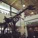 Steampunky mall dinosaur, in Calgary's Chinook Center.
