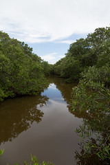 Mangrove Forests, Costa Rica