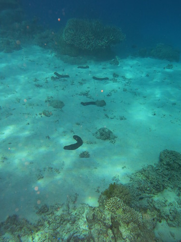 Sea cucumbers, Great Barrier Reef