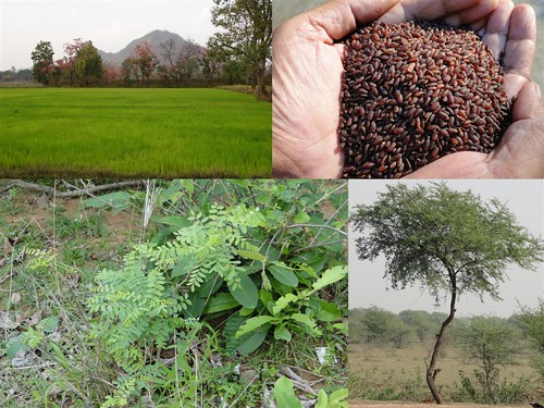 Validated and Potential Medicinal Rice Formulations for Diabetes mellitus Type 2 Complications with Postherpetic neuralgia (TH Group-242) from Pankaj Oudhia’s Medicinal Plant Database by Pankaj Oudhia