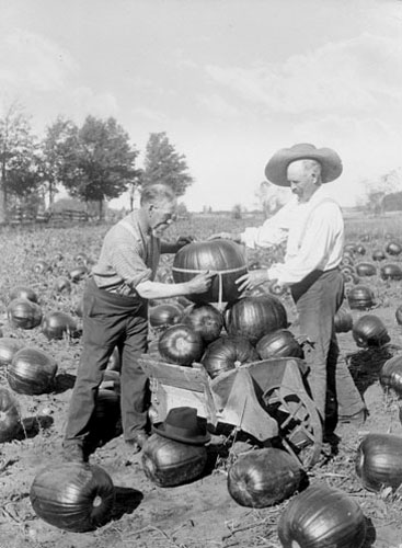 Measuring Pumpkins 1910