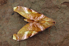 Moths of Central African Republic