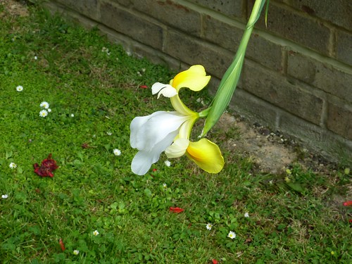 Flower offering itself width=