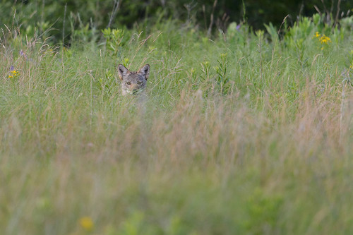 Coyote in the Grass-47026.jpg