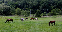 The Unity Ride Horses Rest and Recuperate at Stone Mountain Farm