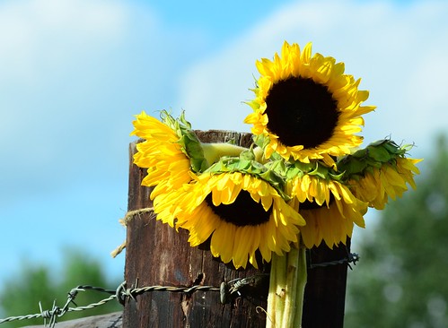 Sunflowers Sky by paynehollow