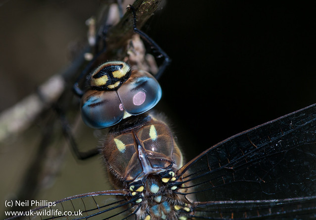 migrant hawker dragonfly close up Aeshna mixta-4